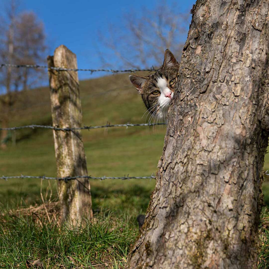 Katze versteckt sich hinter einem Baum